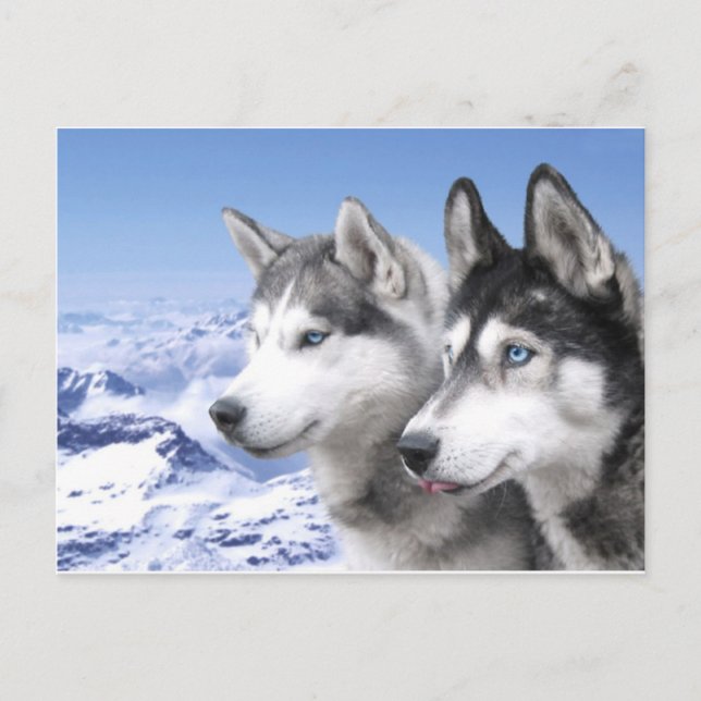 Siberian Huskies Postkarte (Vorderseite)