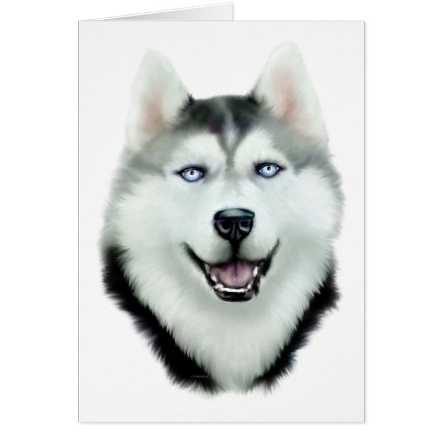 Siberian Husky (Vorne)