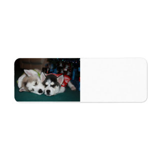 Siberian Husky Address lables