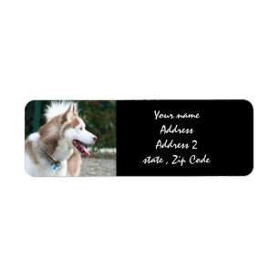 Siberian Husky-Adressetiketten