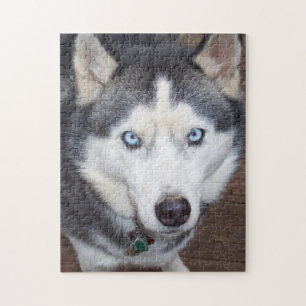 Siberian_Husky_blue-mit Augen.png Puzzle
