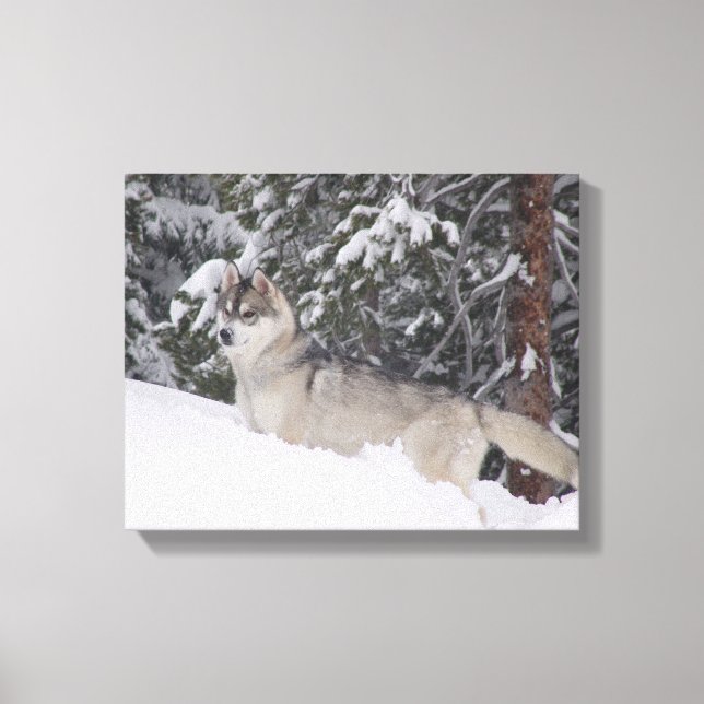 Siberian Husky Canvas Print Leinwanddruck (Vorderseite)
