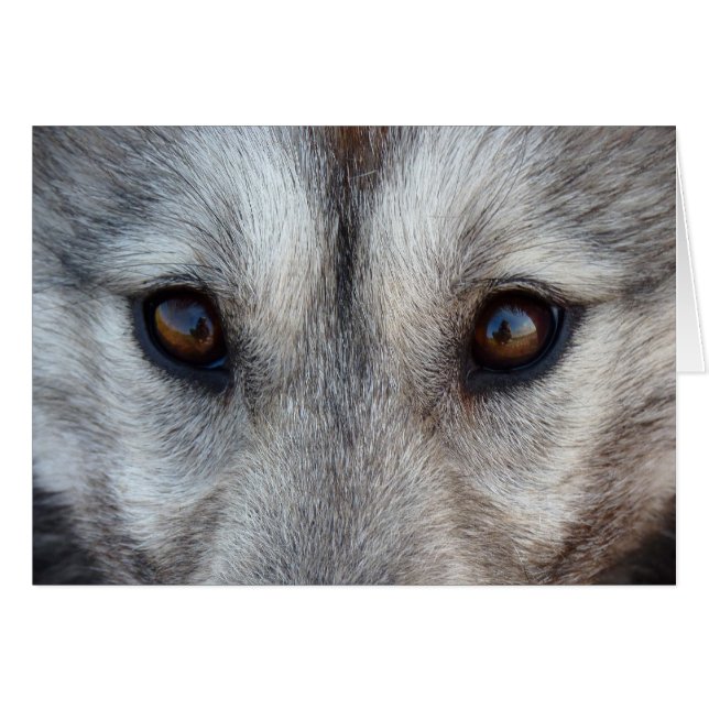 Siberian Husky Card / Alaskan Malamute Card (Vorderseite (Horizontal))