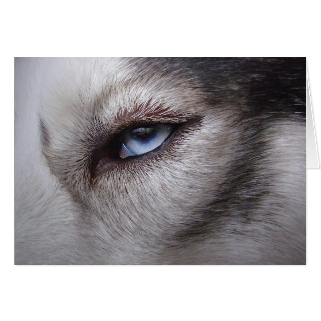 Siberian Husky Card Alaskan Malamute Card (Vorderseite (Horizontal))
