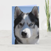 Siberian Husky Card / Alaskan Malamute Card Leere