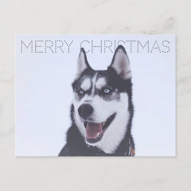 Siberian Husky-Christmas Feiertagspostkarte (Vorderseite)