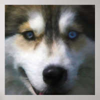 SIBERIAN HUSKY DOG "FAR EYES"