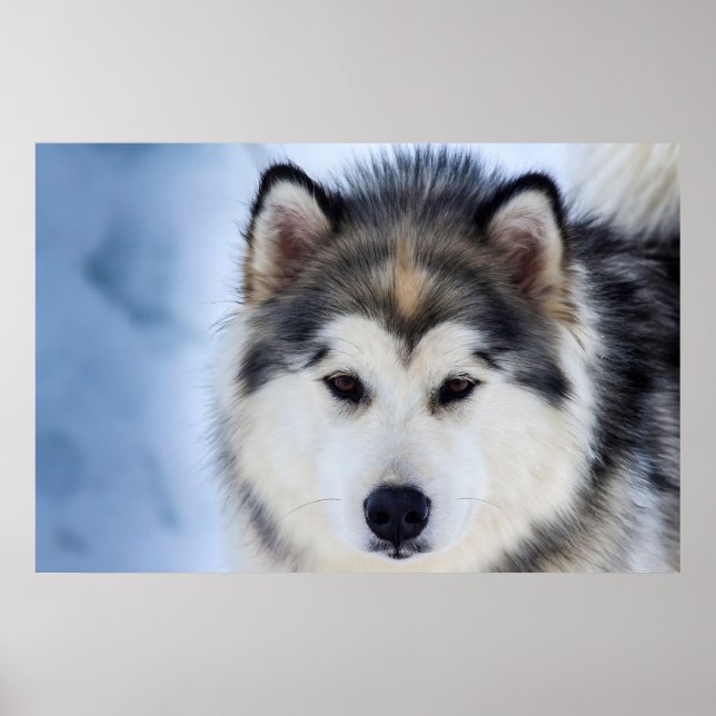 Siberian Husky Dog Gesichtsfotografie Poster (Vorne)