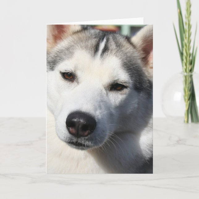 Siberian Husky Dog Grußkarte Karte (Vorderseite)