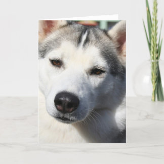 Siberian Husky Dog Grußkarte Karte