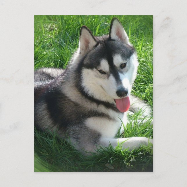 Siberian Husky Dog Postcard Postkarte (Vorderseite)