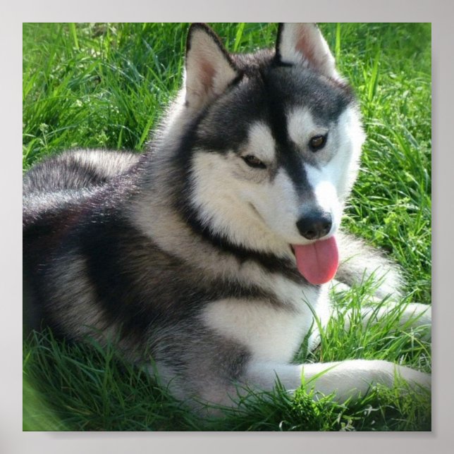 Siberian Husky Dog Print Poster (Vorne)