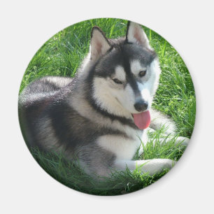 Siberian Husky Dog Round Magnet