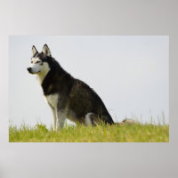 Siberian Husky Dog Schöne Fotografie