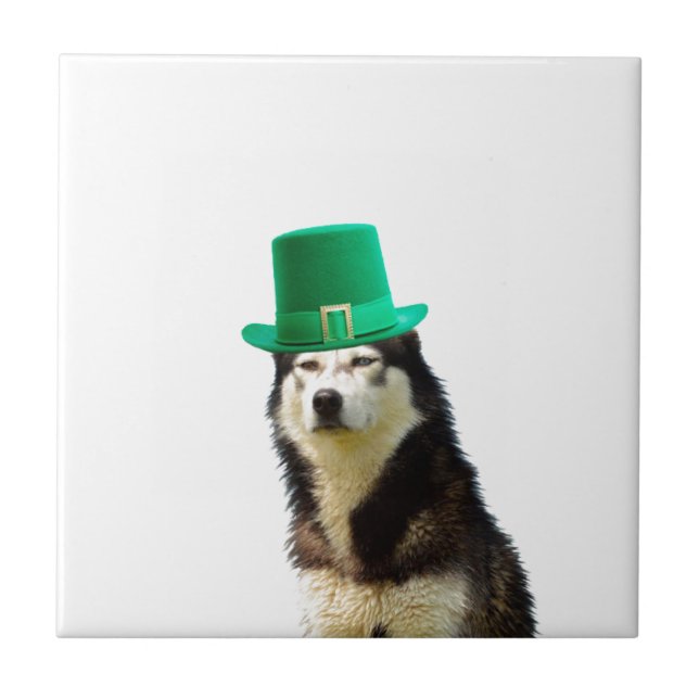 Siberian Husky Dog St. Patrick's Day Fliese (Vorderseite)