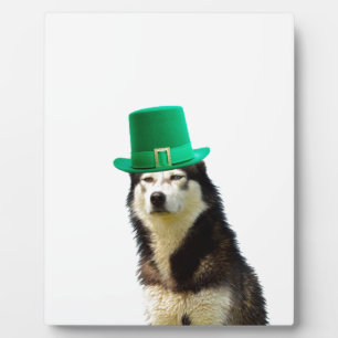 Siberian Husky Dog St. Patrick's Day Fotoplatte