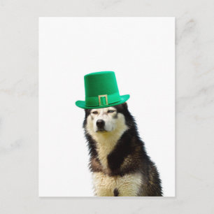 Siberian Husky Dog St. Patrick's Day Postkarte