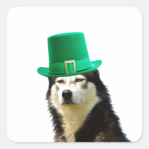 Siberian Husky Dog St. Patrick's Day Quadratischer Aufkleber
