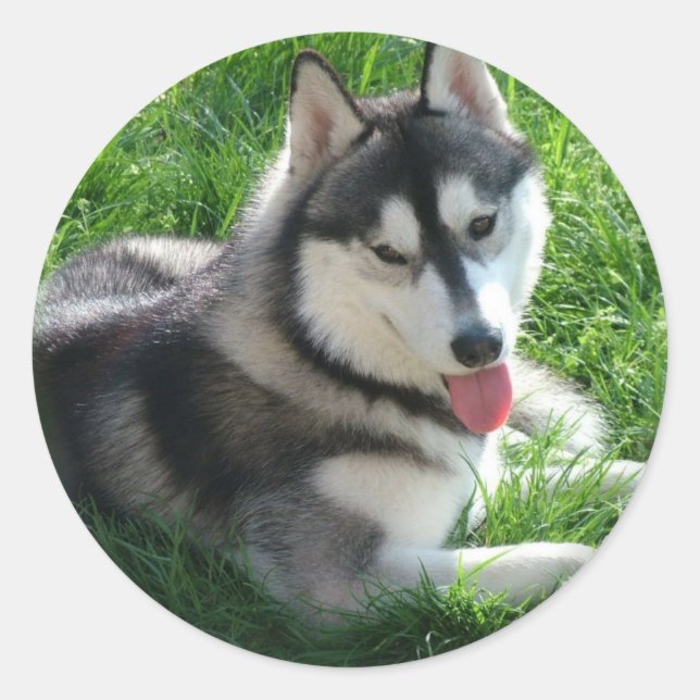 Siberian Husky Dog Sticker (Vorderseite)