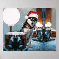 Siberian Husky dog wearing santa hat