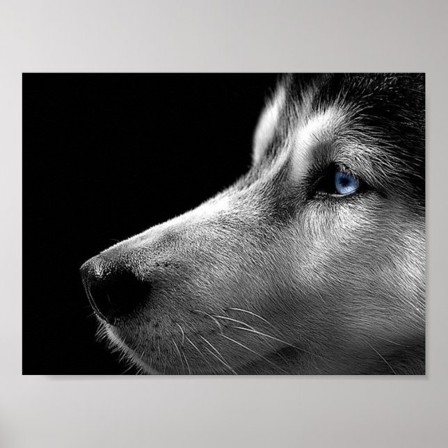 Siberian Husky Face Poster (Vorne)