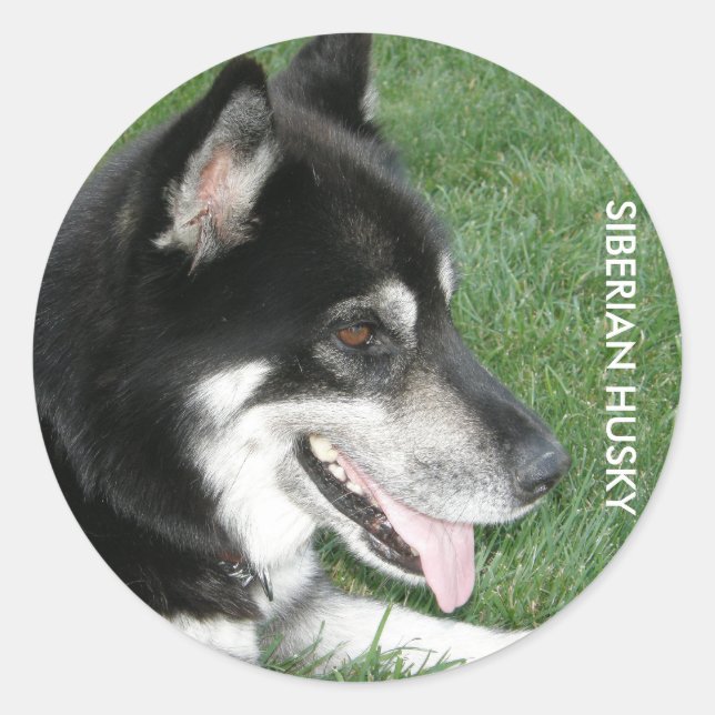 Siberian Husky Foto Runder Aufkleber (Vorderseite)