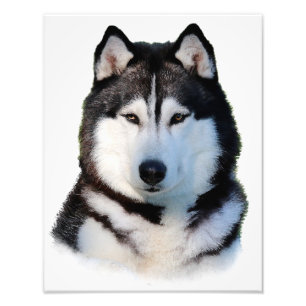 Siberian Husky Fotodruck