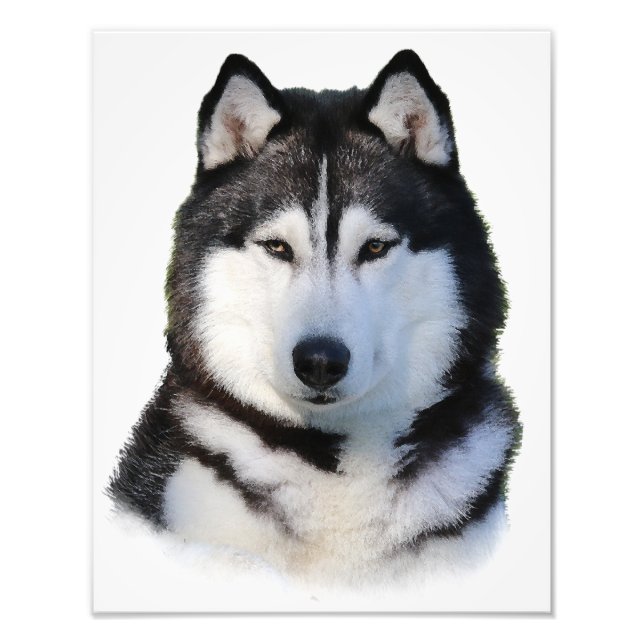Siberian Husky Fotodruck (Vorne)