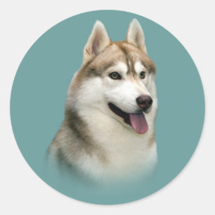 Siberian Husky Gorgeous Sticker