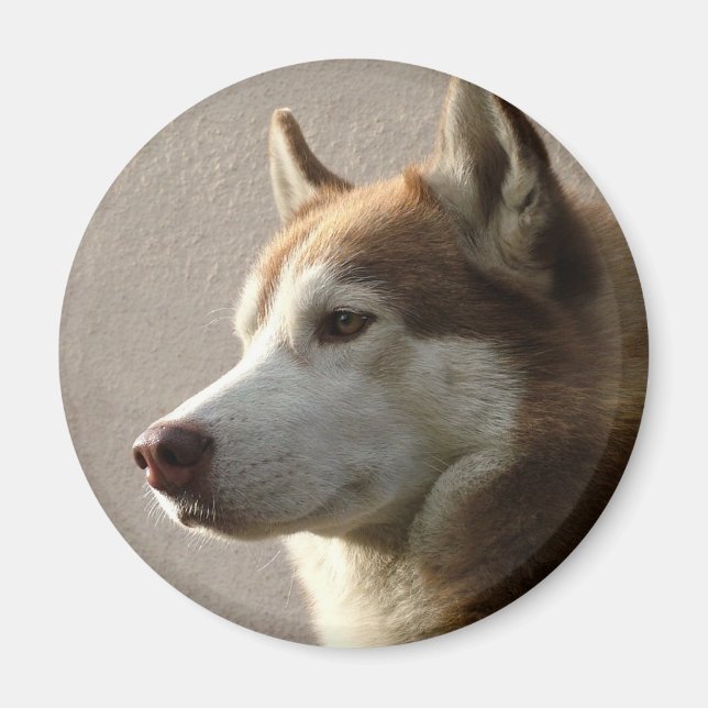 Siberian Husky Hogs Magnet (Vorne)