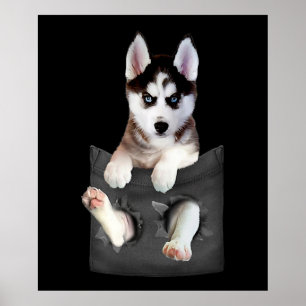 Siberian Husky In Pocket Puppy Poster