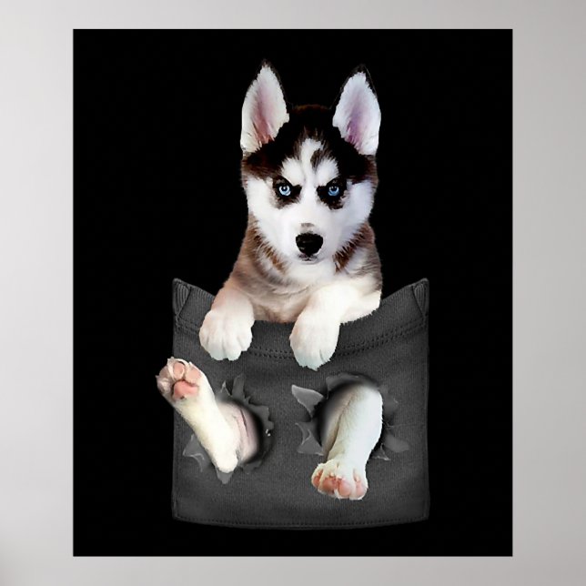 Siberian Husky In Pocket Puppy Poster (Vorne)