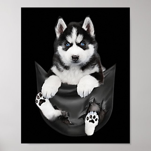 Siberian Husky In Pocket Puppy Poster (Vorne)