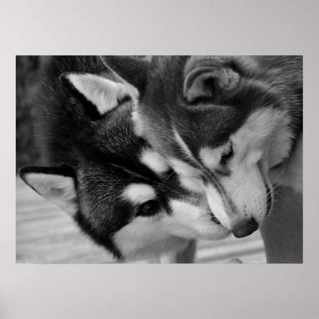 Siberian Husky Love 2 Poster (Vorne)