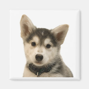 Siberian Husky Magnet