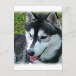 Siberian Husky Postcard Postkarte