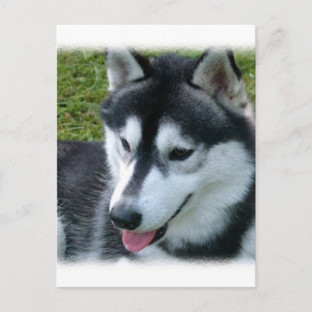 Siberian Husky Postcard Postkarte (Vorderseite)
