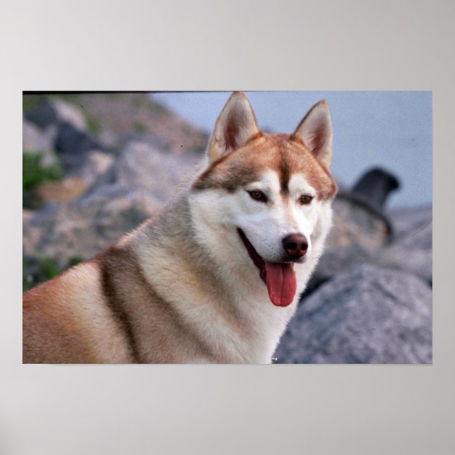 Siberian Husky Poster (Vorne)