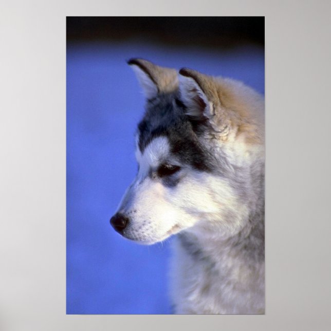 Siberian Husky Poster (Vorne)