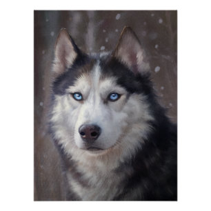 Siberian Husky Poster