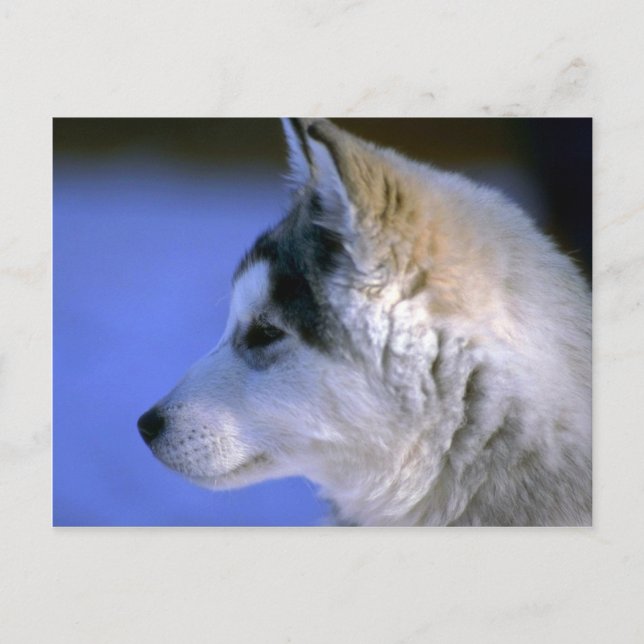 Siberian Husky Postkarte (Vorderseite)