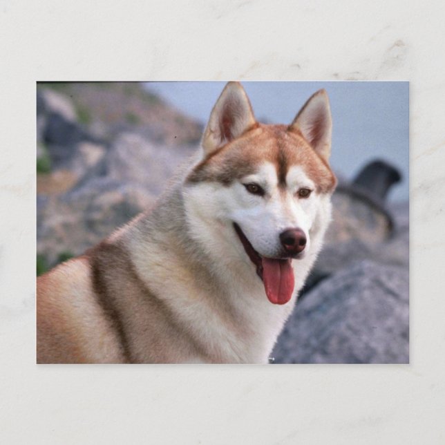 Siberian Husky Postkarte (Vorderseite)