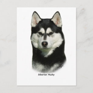 Siberian Husky Postkarte