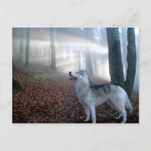Siberian Husky - Postkarte