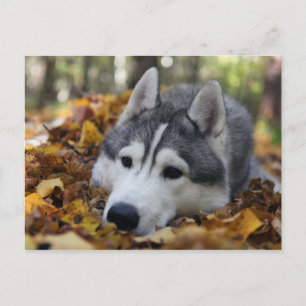 Siberian Husky Postkarte