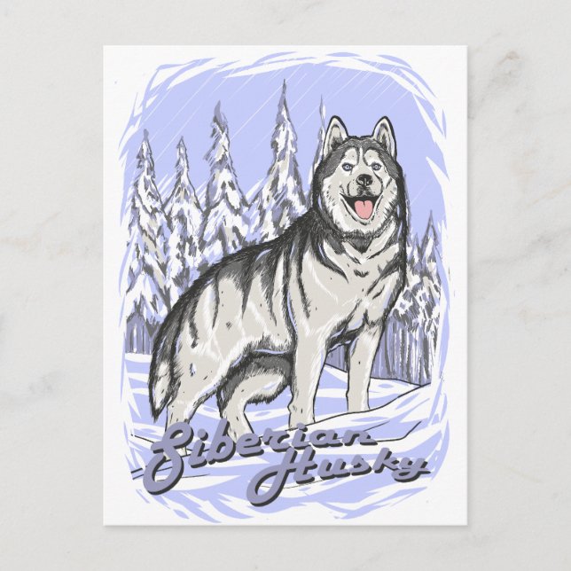 Siberian Husky Postkarte (Vorderseite)