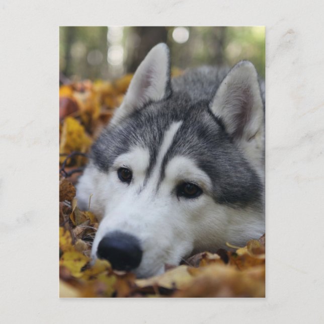 Siberian Husky Postkarte (Vorderseite)