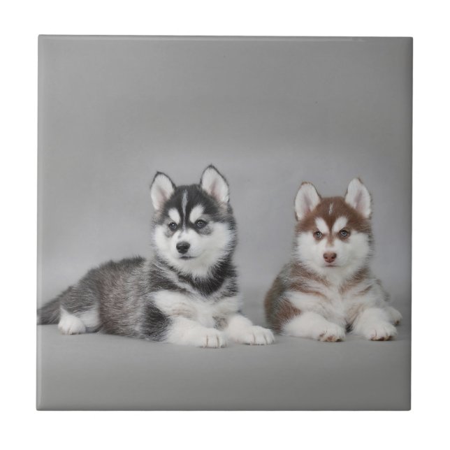 Siberian husky puppies fliese (Vorderseite)