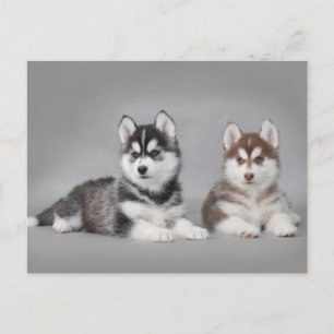 Siberian husky puppies postkarte