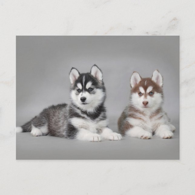 Siberian husky puppies postkarte (Vorderseite)